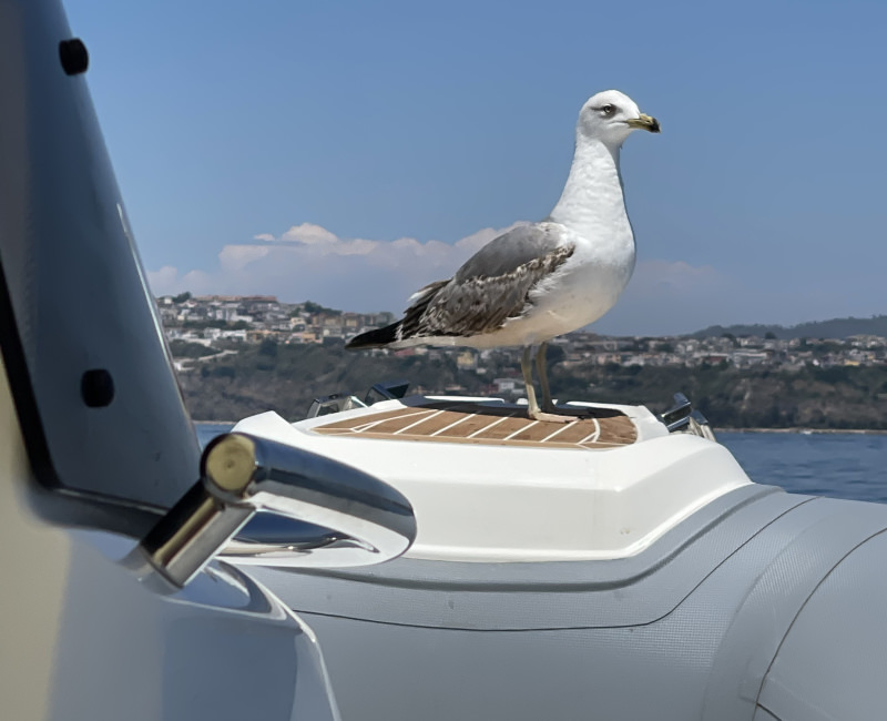 A seagull welcome guest